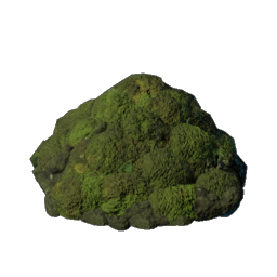 Blackmire Dirt