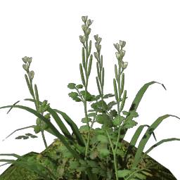 Fertile Revelwood Dirt