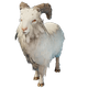 Common Goat.png