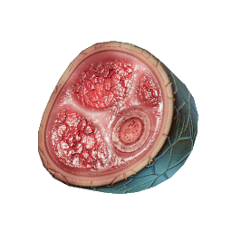 Raw Dune Armadillo Meat.png