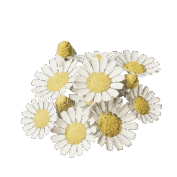 Chamomile.png