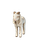 Baby Common Goat