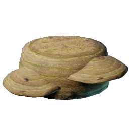Mushroom Flesh