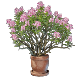 Alpine Rose Pot.png