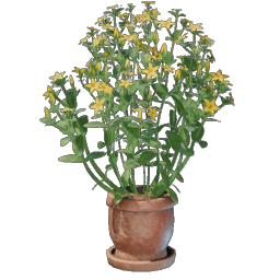 Aureolin Plant Pot.png