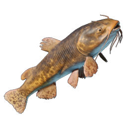 Whiskerfin