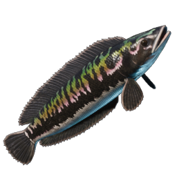 Stripetail