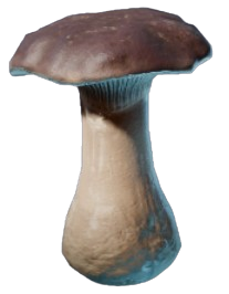 Penny Bun.png