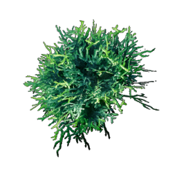 Acidic Mycelium.png