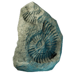 Ammonite Imprint