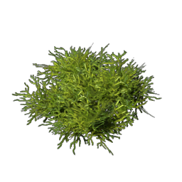 Moss.png