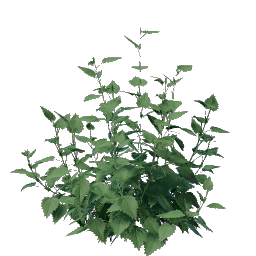 Nettle Seedling