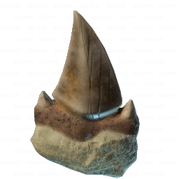 Sharp Shark Tooth
