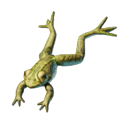 Frog