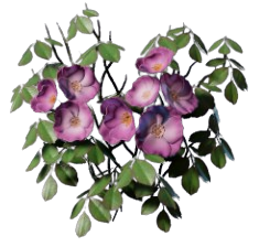 Climbing Rose.png