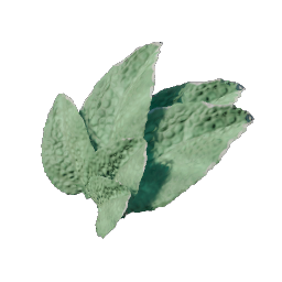 Sage Leaves.png