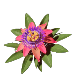 Passionflower.png