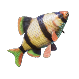 Shimmerfin